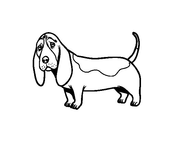 basset hound coloring pages