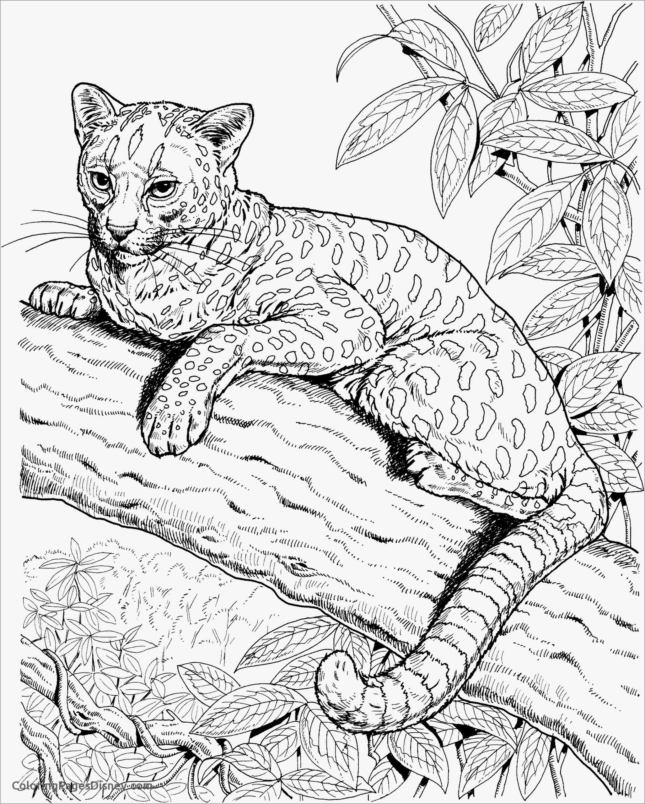 realistic kitten cat coloring pages