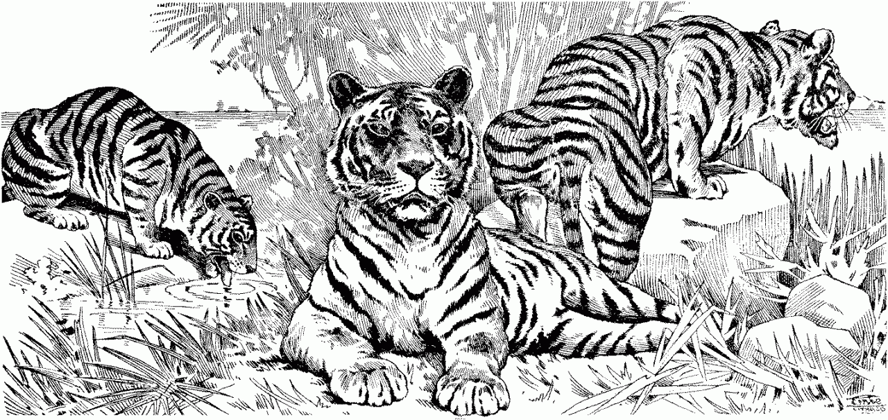 hard tiger coloring pages