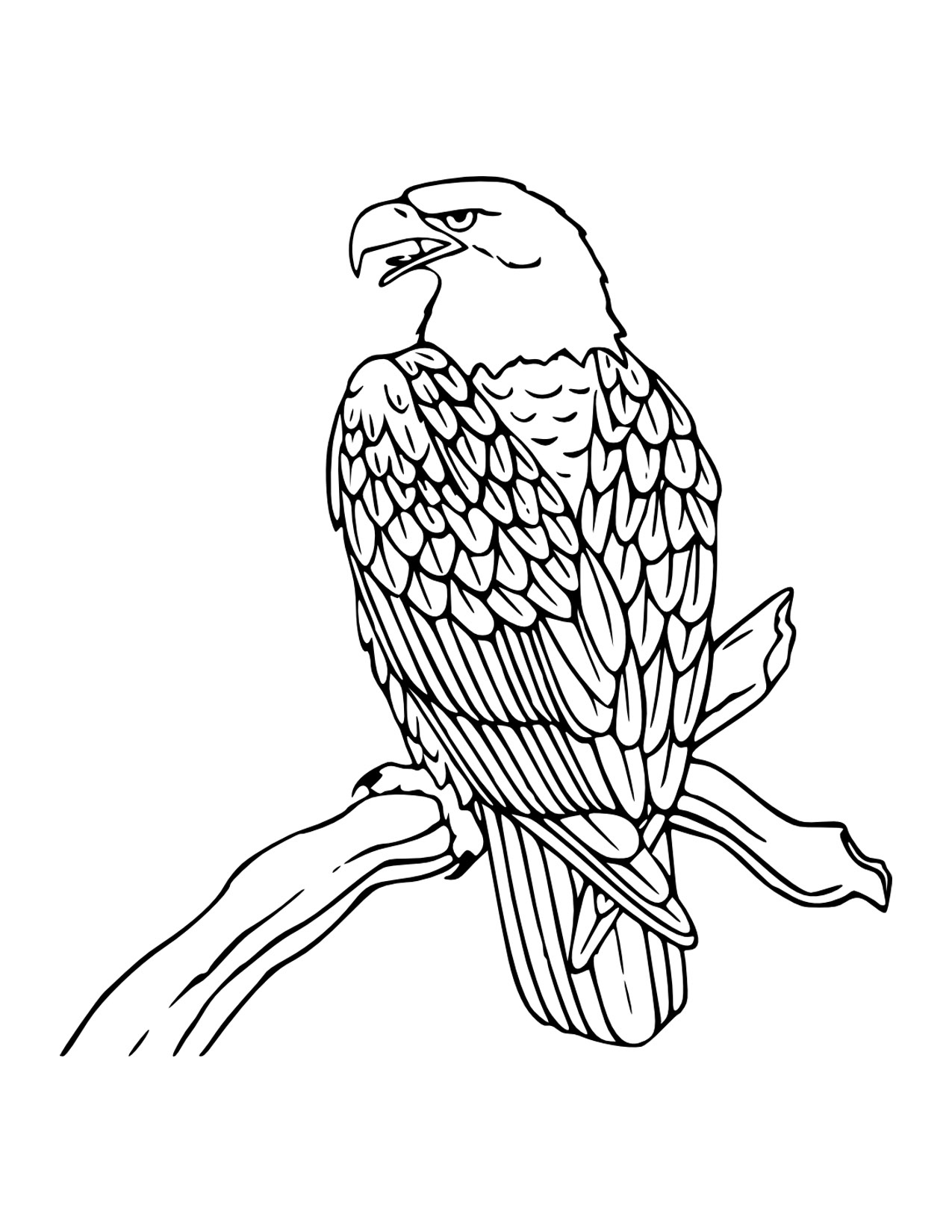 golden eagle coloring page