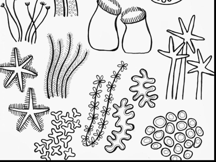 Great Barrier Reef Coloring Page Giant Great Barrier Reef Colouring Poster