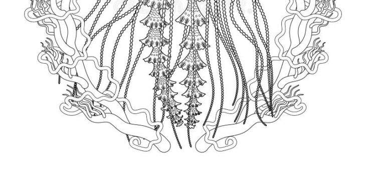 Jellyfish Coloring Page For Adults Jellyfish Quallen Getdrawings