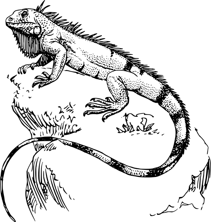 lizard coloring pages free