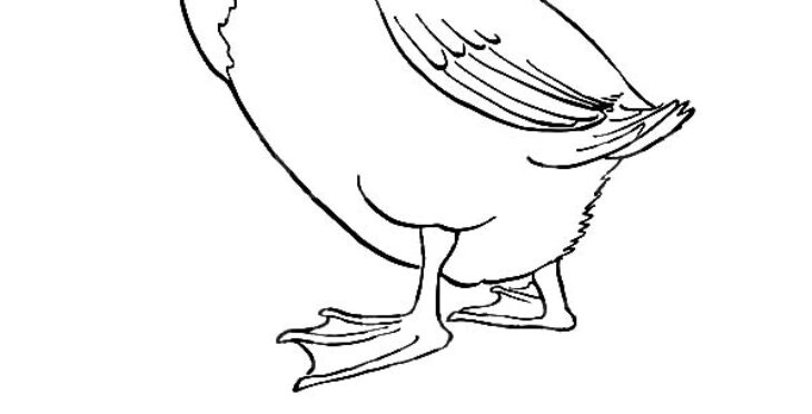 Mallard Duck Coloring Pages Mallard Duck Coloring Pages Printable Getcolorings Color