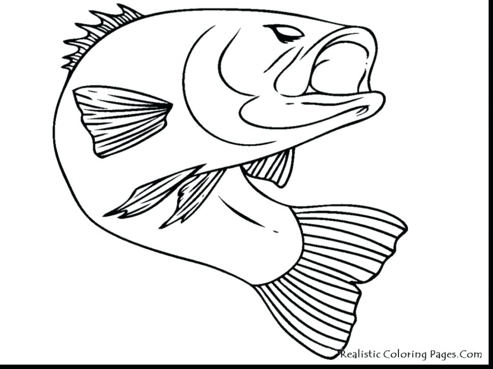 rainbow trout coloring page