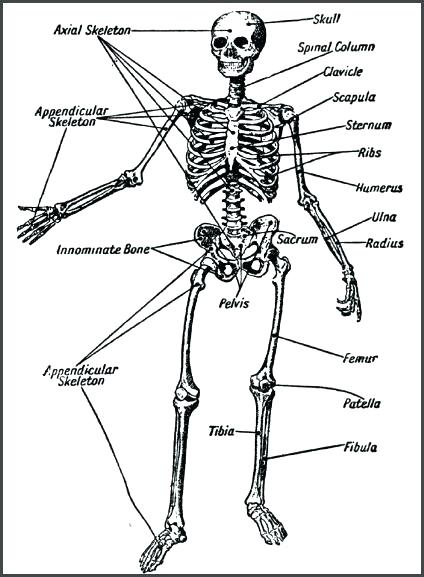 skeletal system coloring page