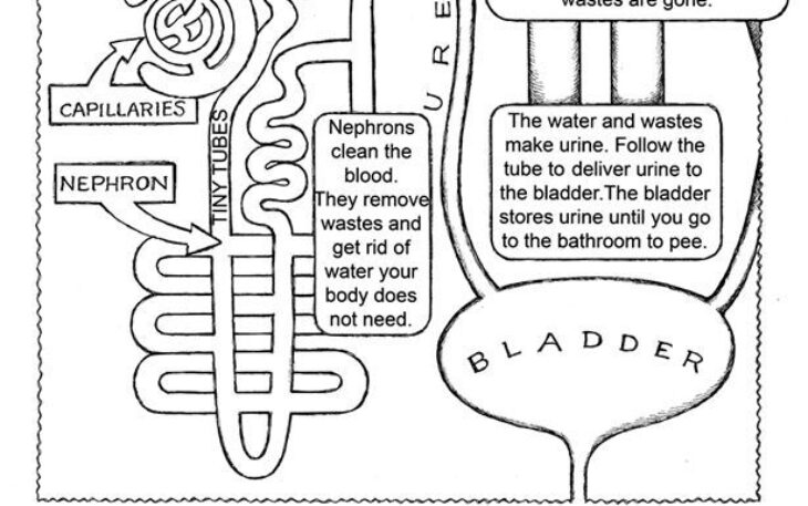 Body Systems Coloring Pages Coloring Pages System Kidney Anatomy Book Human Body Endocrine Circulatory Urinary Nursing Systems Excretory Physiology School Worksheet Science Diagram Printable