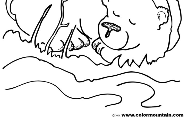 Hibernating Bear Coloring Page Hibernating Bear Coloring Pages Free V Sketch Coloring Page