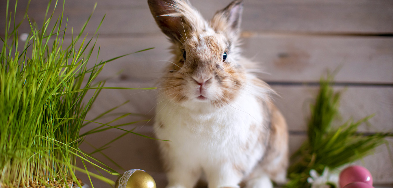 warum wird ostern gefeiert