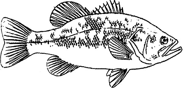 bass fish coloring page