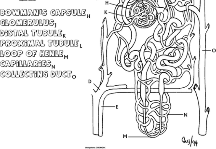 Anatomy Coloring Pages For Adults Anatomy Coloring Pages At Getdrawings