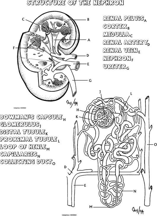 anatomy coloring pages for adults