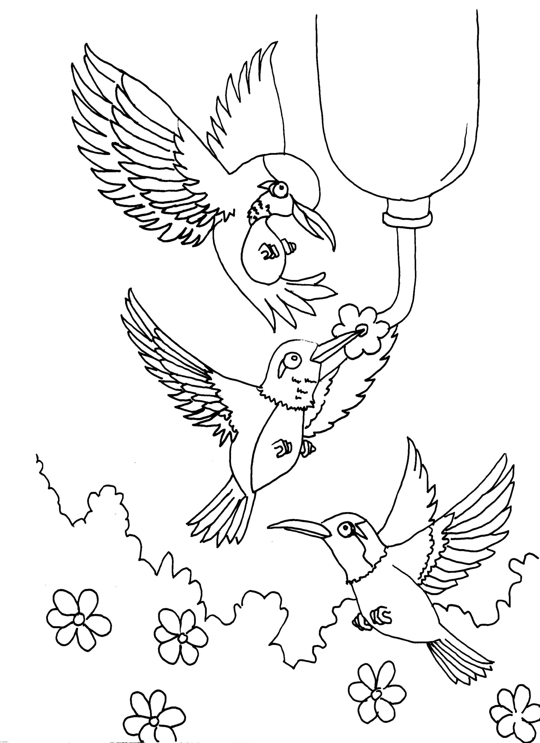 hummingbird coloring pages for adults