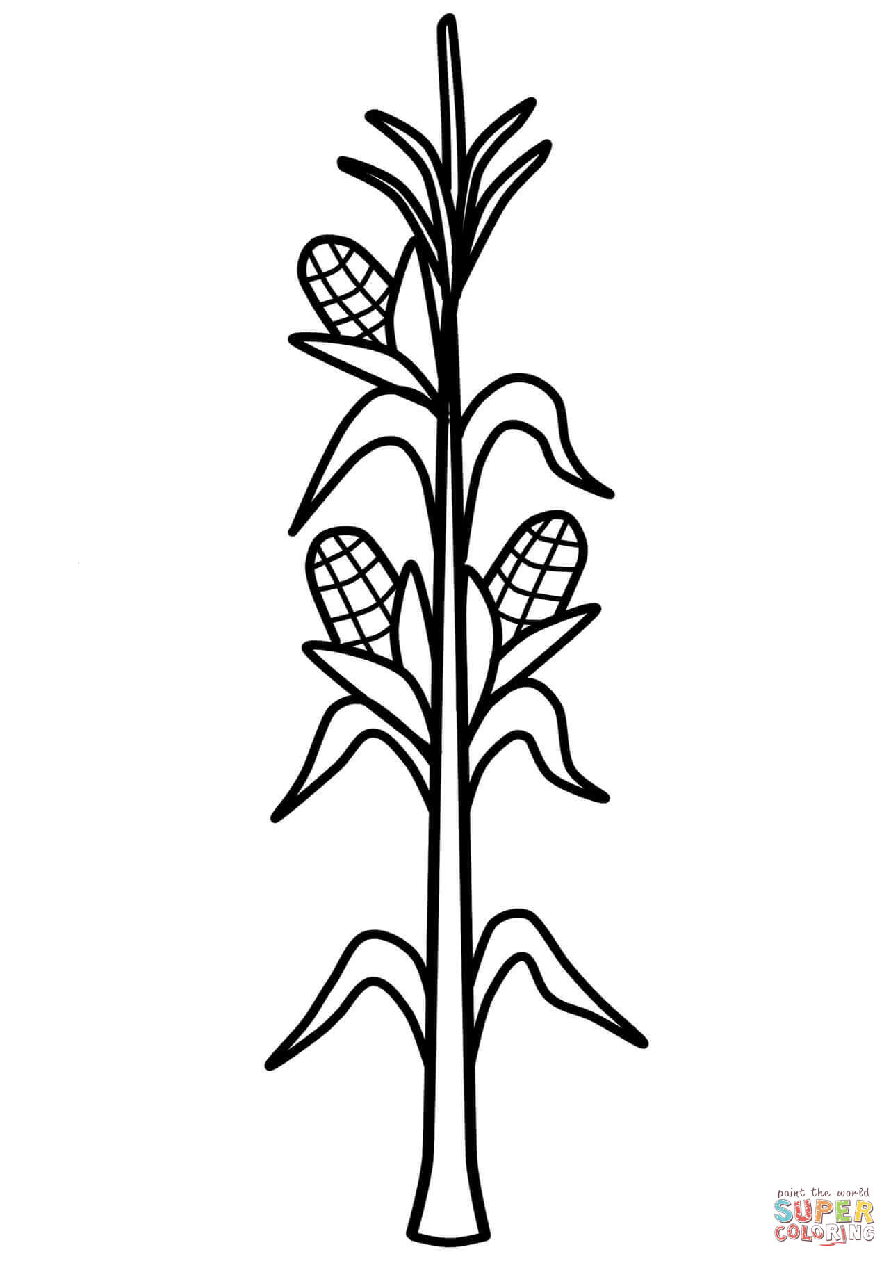 coloring page of corn