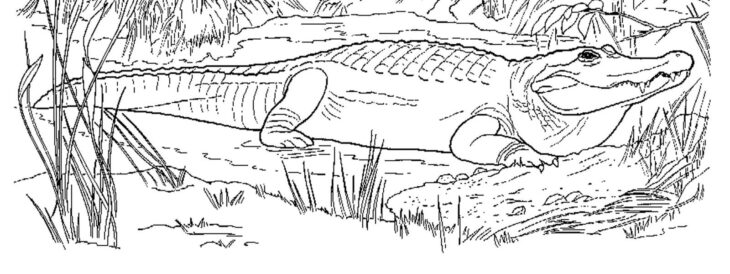 Realistic Alligator Coloring Pages 20+ Free Printable Alligator Coloring Pages