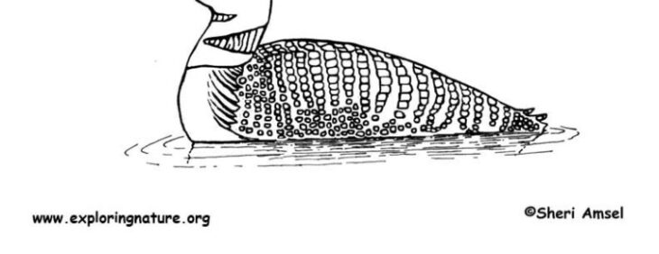 Loon Coloring Page Loon On Water