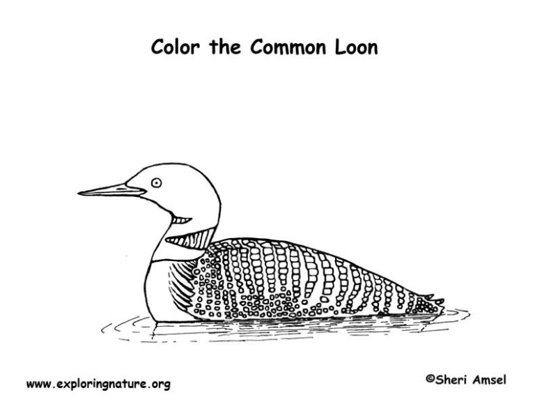 loon coloring page