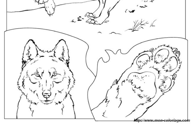 Coloriage Facvrier Loup 182 Best Images About Ecole