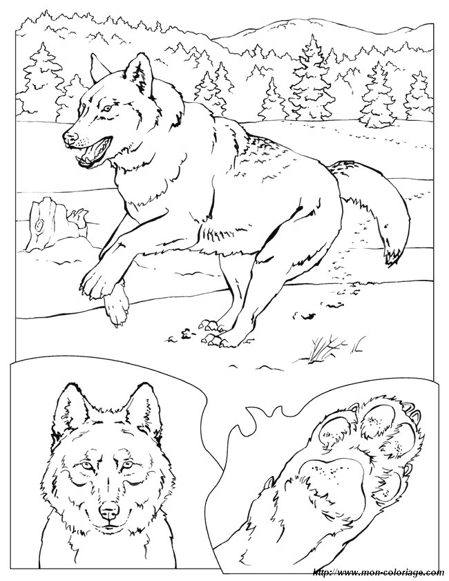 coloriage facvrier loup