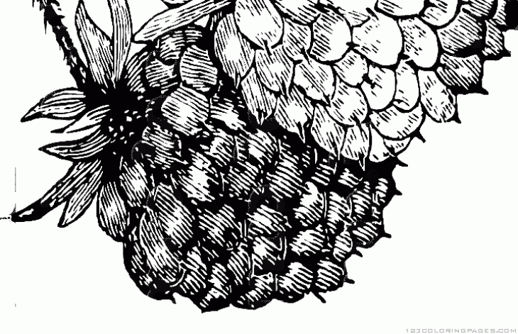 Raspberry Coloring Pages Raspberry Coloring, Download Raspberry Coloring For Free 2019