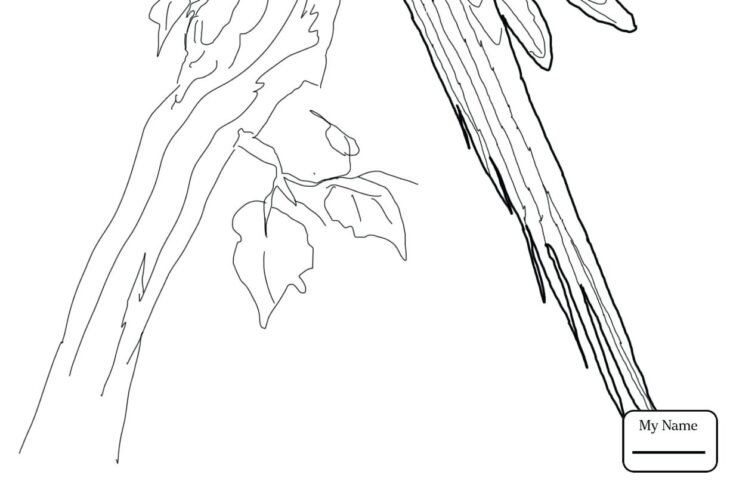 Macaw Coloring Pages Macaw Drawing At Getdrawings