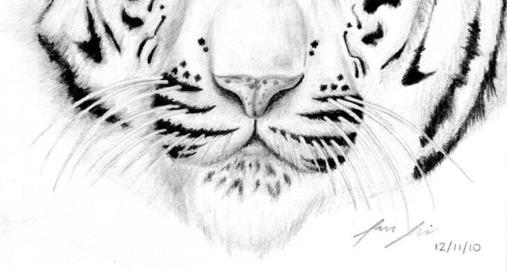 White Tiger Coloring Page Coloring Tiger Pages Printable Kids