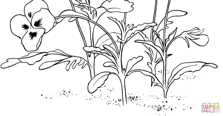 Pansy Coloring Page Pansy Coloring Page