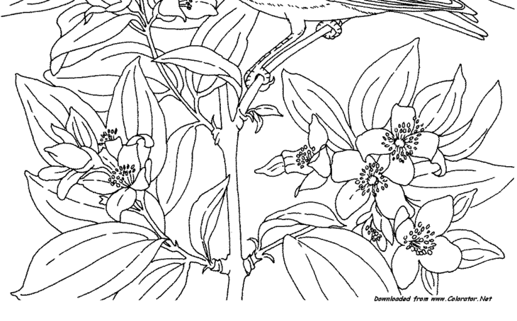 Blue Bird Coloring Page Free Blue Bird Coloring Pages, Download Free Blue Bird Coloring Pages