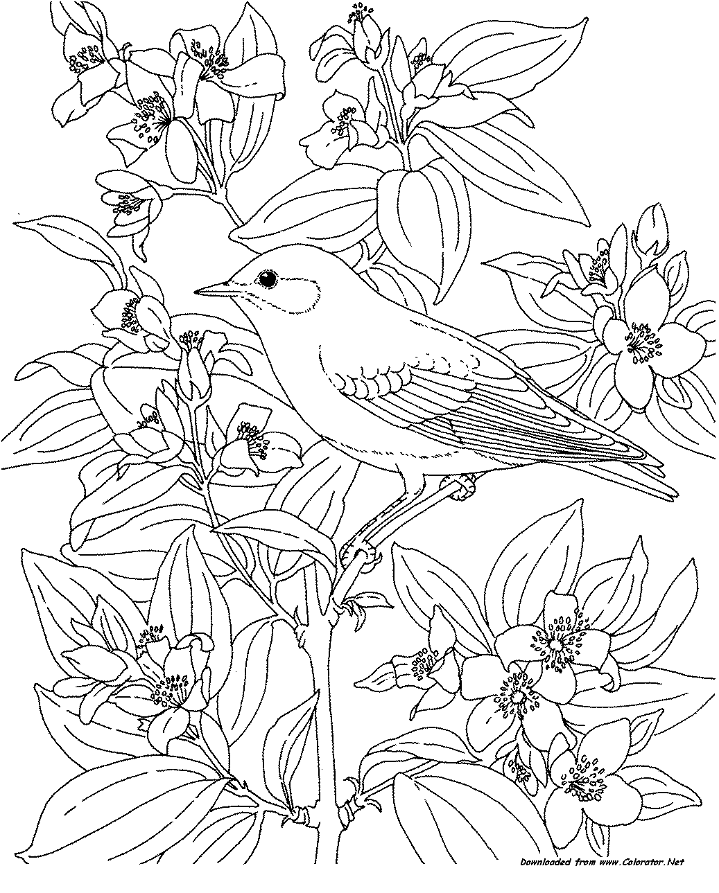 blue bird coloring page