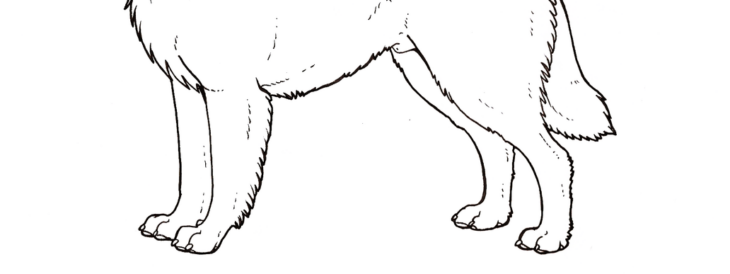 Printable Australian Shepherd Coloring Page Australian Shepherd Drawing