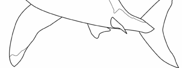 Dessin A Colorier Facile Requin Requin Coloriage Facile Dessin Imprimer Colorier