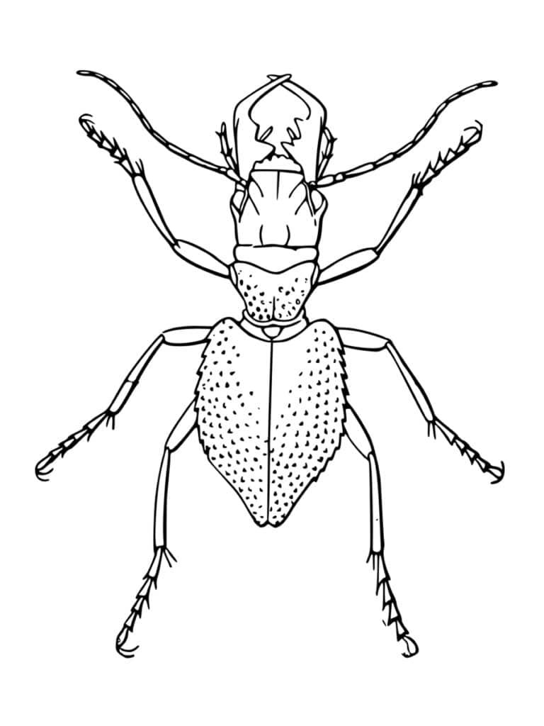 coloriage animaux et insectes