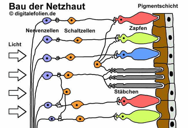 auge aufbau und funktion 8klasse