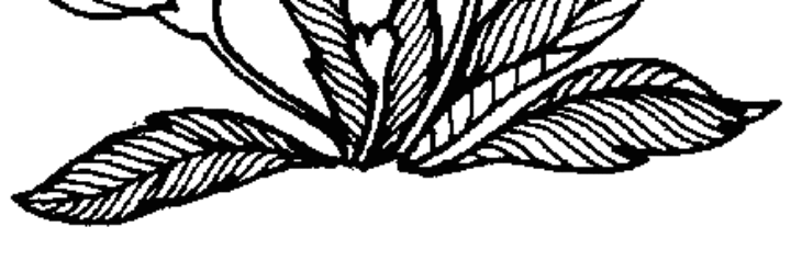 Herb Coloring Pages Herb Leonhard