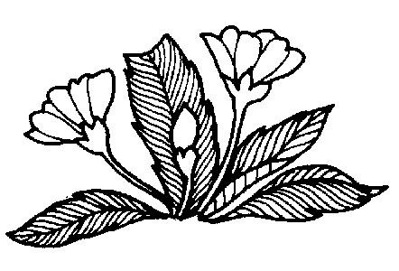 herb coloring pages