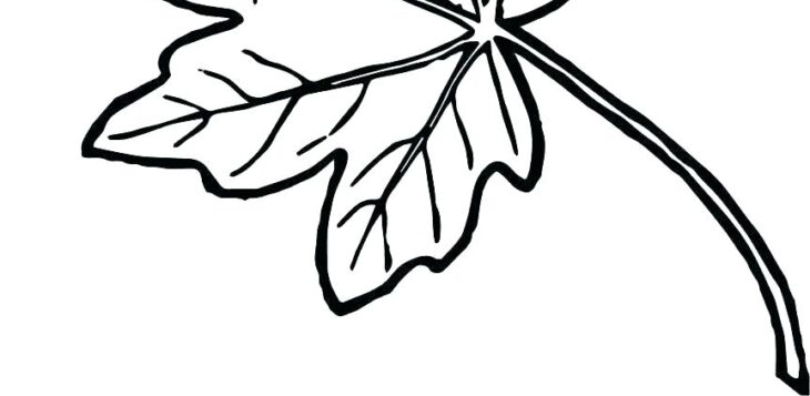 Holly Leaves Coloring Pages Holly Coloring Pages