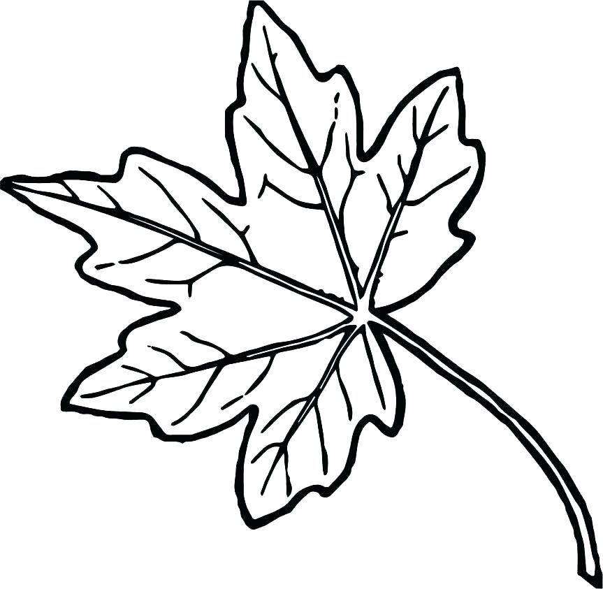 holly leaves coloring pages