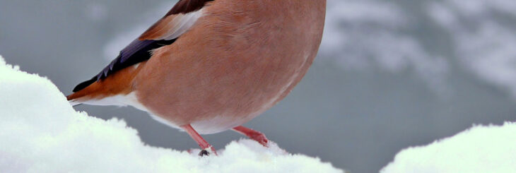 Einheimische Vogel Im Winter Vögel Im Winter: Diese Piepmatze Sollten Sie Kennen!