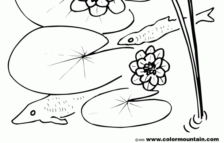 Lily Pad Coloring Pages Coloring Pages