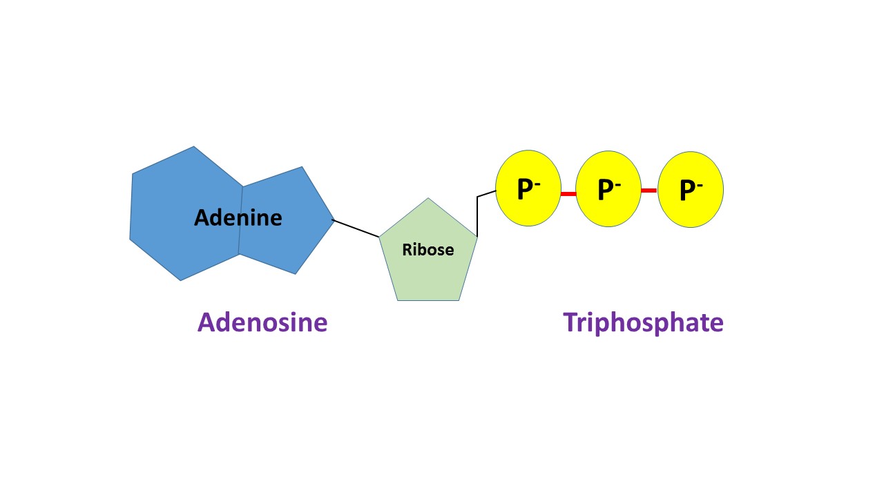  What is Adenosine Triphosphate? - Definition, Function & Structure Illustration 