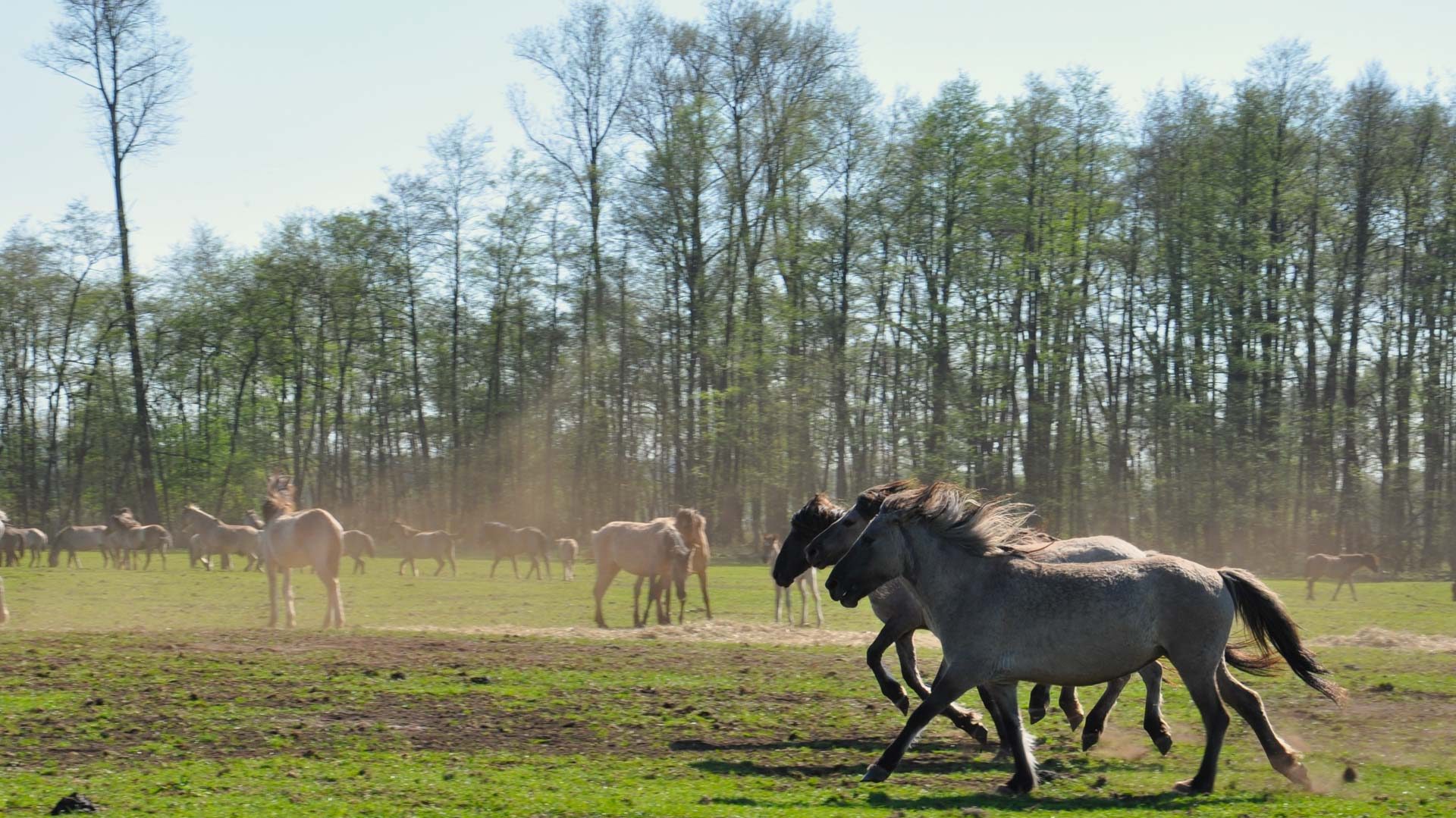  Dülmener Wildpferde – HOME of TRAVEL Illustration 
