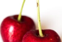 cherry blossoms 2026