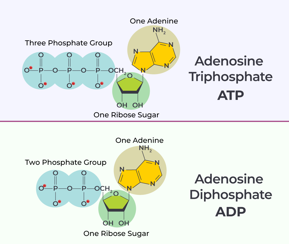  Difference Between ATP and ADP - GeeksforGeeks 