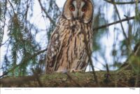 chinesischer kalender tiere 2026