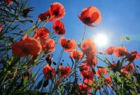 wann ist sommeranfang 2026