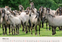 dülmener wildpferde 2026