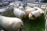 viehmarkt bad arolsen 2026