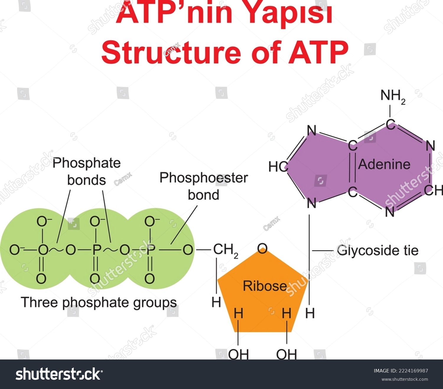  Atp Structure Labeled 