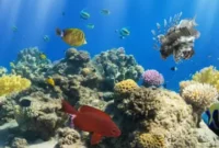 frühbucher 2026 all inclusive