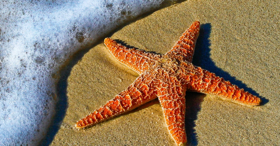  Foto zu Last Minute Reiseangebote - STA Travel 